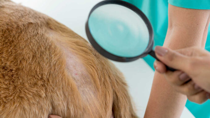 See a Vet Dry Skin in Dogs